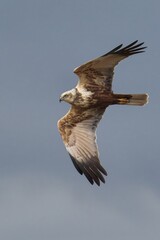 bird flying high above sky with outstretched wings, in open air