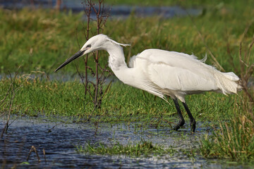 a white bird standing on top of grass next to water