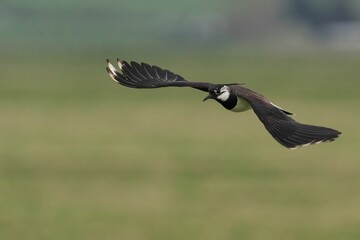 a black and white bird is flying in the sky with it's wings out
