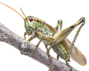 Cricket tree stem on transparent background