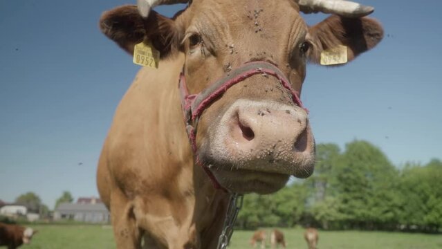 During rumination, cow regurgitate their food from their rumen and chews cud to aid in digestion. A swarm of annoying flies crawls over the cow's wet nose and gets into her eyes.