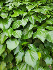 Leaves of the Persian ivy or colchis ivy (Hedera colchica) in springtime