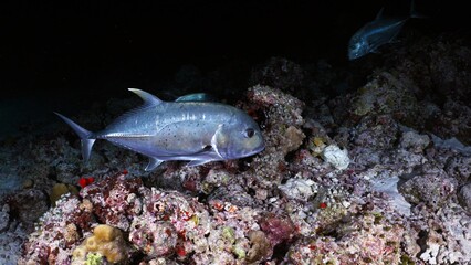 Jackfish in the Night in the Maldives