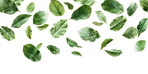 leaves isolated on white background