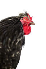 Rooster isolated on white background