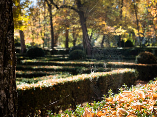 Spider web between trees in an autumn park