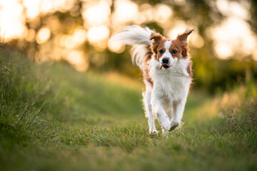 kooikerhondje dog breed running in a nature