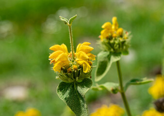 Flora in der Türkei, Nähe Küste, Lykischer Weg: Syrisches Brandkraut, Phlomis russeliana