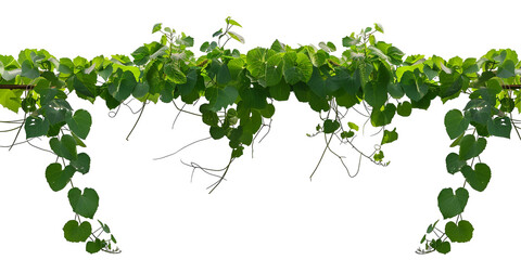 leaves isolated on white