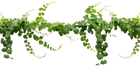 green leaves on white background