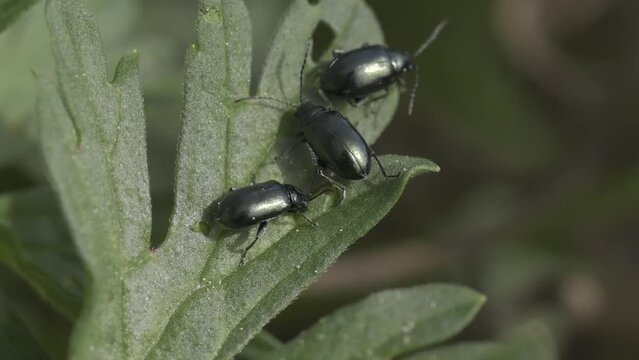 Macro shot of a three of Alticini Flea beetles on green plants against blur background