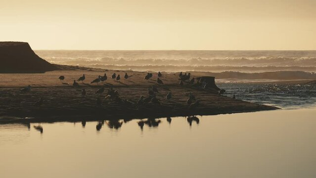 Beautiful scenery at sunset in bodega bay, California with seagulls resting by the sea