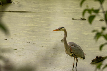 Great Blue Heron fishes in the water of the marsh