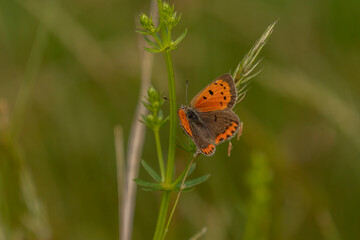 Small Copper Gossamer-winged butterfly on the stem of hay grass