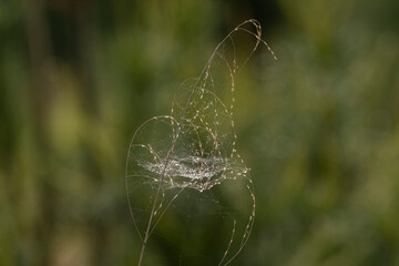 Water droplets from the morning dew on a spiderweb on grass in the meadow