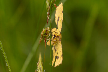 False Crocus Geometer Moth on the stem of grass in the meadow