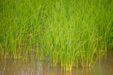  Rice field images might have seasonal demand linked to agricultural cycles, cultural festivals, or travel seasons.