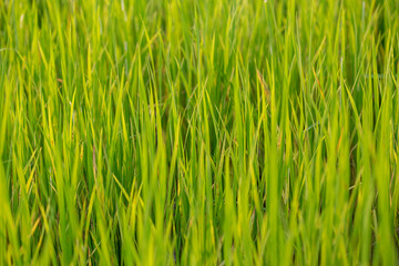  Rice field images might have seasonal demand linked to agricultural cycles, cultural festivals, or travel seasons.