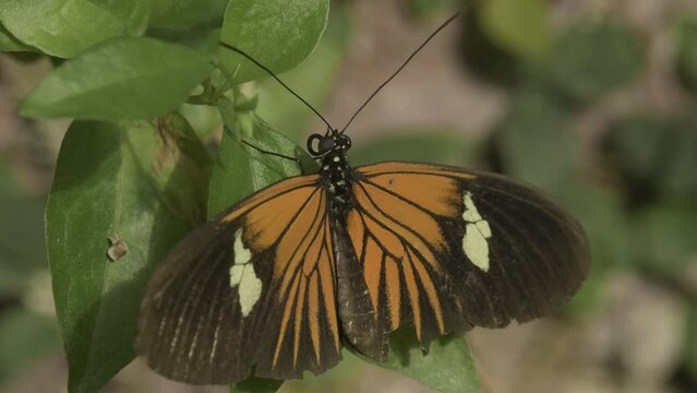 Close-up shot of a heliconius butterfly perched on a green leaf.