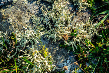 Cladonia polydactyla lichen growing on a stone at the west coast of County DOnegal, Ireland