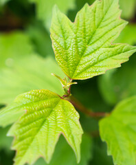 Young green leaves of viburnum. Natural background. Close-up. Selective focus.