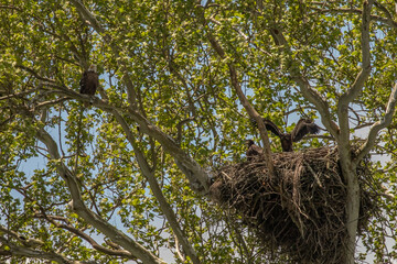 Bald Eaglet flexes its wings under the watchful eye of an adult