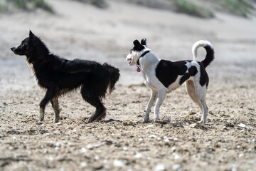 Naklejka premium dog on the beach having fun