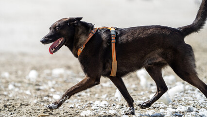 dog on the beach having fun