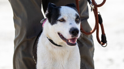 dog on the beach having fun