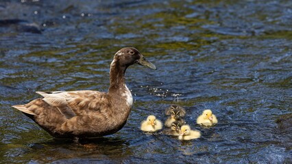 A feral female hybrid domestic duck (Anas platyrhynchos) with a group of cute ducklings (both yellow and wild types) swimming in the river, in the Water of Leith, Dunedin, New Zealand