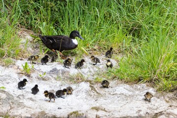 A feral female hybrid domestic duck (Anas platyrhynchos) with a group of 17 cute ducklings (both yellow and wild types) resting near the Water of Leith, Dunedin, New Zealand
