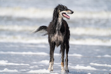 The English Greyhound, or simply the Greyhound dog,  at the beach enjoying the sun, playing in the sand at summertime