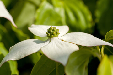 a white flower of japanese dogwood with green fruit body