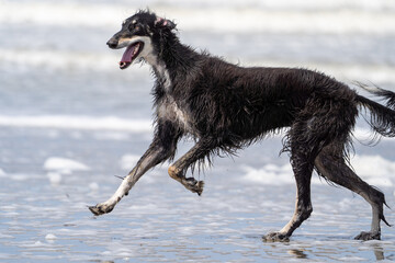 The English Greyhound, or simply the Greyhound dog,  at the beach enjoying the sun, playing in the sand at summertime