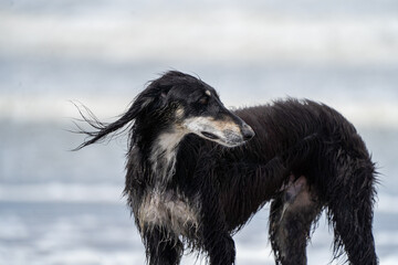 The English Greyhound, or simply the Greyhound dog,  at the beach enjoying the sun, playing in the...