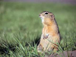 Prairie dog on a grass field looking at the camera.