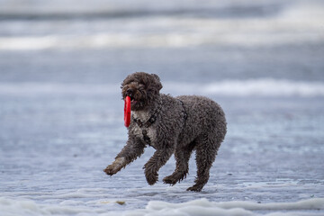 dog on the beach having fun