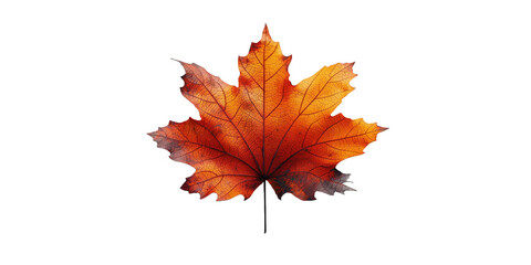 Fototapeta premium autumn maple leaf transparent background