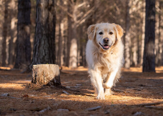 Big white dog strolling in forest near trees and stump.