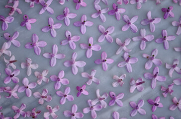 Close-up of a method to extract Lilac flower scent, placing flowers on odorless oil film