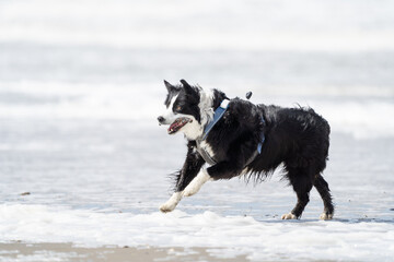 Border collie dog running in the water and enjoying the sun at the sand beach. Dog having fun at sea in summer.        
