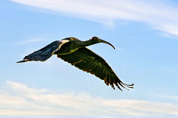 Birds of India: Red-naped Ibis in Lalpur, Punjab, India