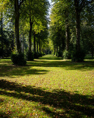 Serene park scene with lush trees and a green lawn in sunlight. Egypt