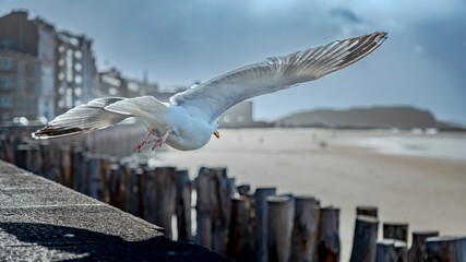 a seagull flying over a wooden structure near a beach