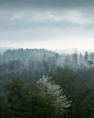 Scenic view of a forest under a cloudy sky.