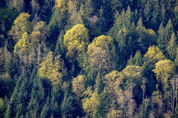 Scenic view of maple trees in bloom on Mount Bruce from Mount Maxwell, Salt Spring Island, BC Canada