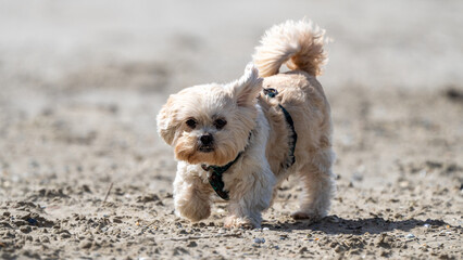 dog on the beach having fun