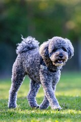 Small gray dog strolls through the park grass