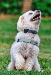 White dog on a leash sits and gazes upwards