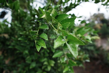 wet lime leaves close up